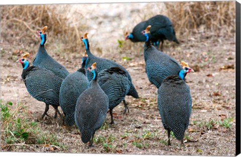 Framed Helmeted guineafowl, Maasai Mara National Reserve, Kenya Print