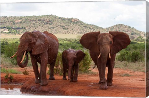 Framed Elephants and baby, Tsavo East NP, Kenya. Print