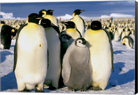 Framed Emperor Penguins, Atka Bay, Weddell Sea, Antarctic Peninsula, Antarctica Print