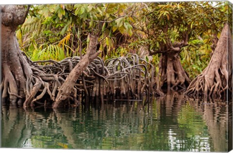 Framed Africa, Liberia, Monrovia. View of mangroves on the Du River. Print