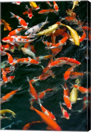 Framed China, Hong Kong, Kowloon, Koi carp in Nan Lian Garden Print