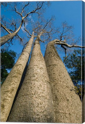 Framed Baobab Trees, Ampijoroa-Ankarafantsika NP, MADAGASCAR Print