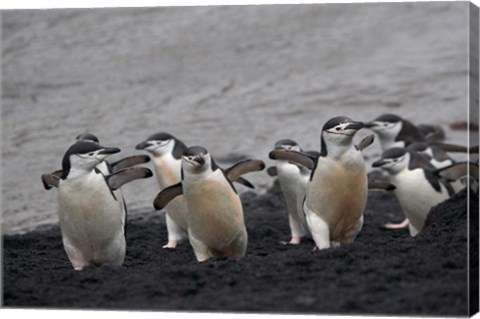 Framed Chinstrap Penguin on the beach, Deception Island, Antarctica Print