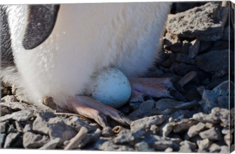 Framed Adelie Penguin nesting egg, Paulet Island, Antarctica Print