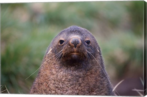 Framed Antarctic Fur Seal, Cooper Baby, South Georgia, Antarctica Print