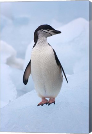 Framed Chinstrap Penguins on ice, South Orkney Islands, Antarctica Print