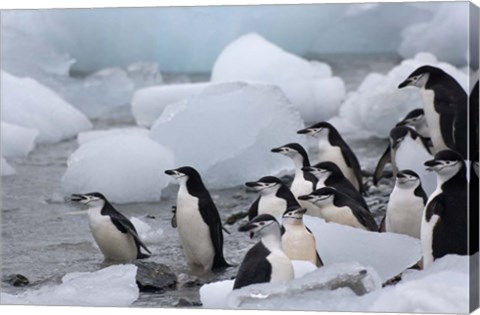Framed Chinstrap Penguins, South Orkney Islands, Antarctica Print