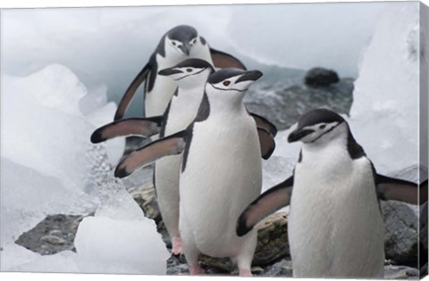 Framed Four Chinstrap Penguins, Antarctica Print