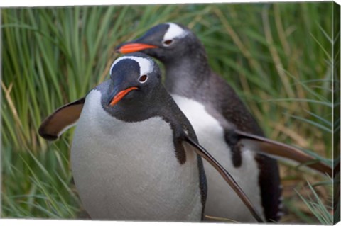 Framed Gentoo Penguin in the grass, Cooper Baby, South Georgia, Antarctica Print