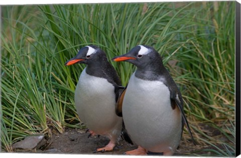 Framed Gentoo Penguin, Cooper Baby, South Georgia, Antarctica Print