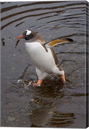Framed Gentoo Penguin, Hercules Bay, South Georgia, Antarctica Print