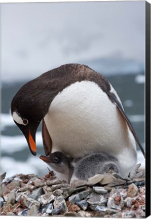 Framed Gentoo Penguins, Neko Harbor, Antarctica Print