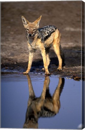 Framed Botswana, Chobe NP, Black Backed Jackal wildlife Print