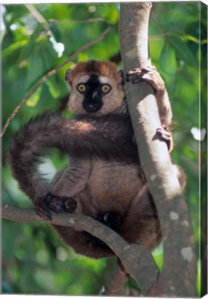 Framed Brown Red-fronted Lemur, Primate, Madagascar Print