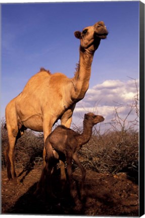 Framed Dromedary Camel, Mother and Baby, Nanyuki, Kenya Print