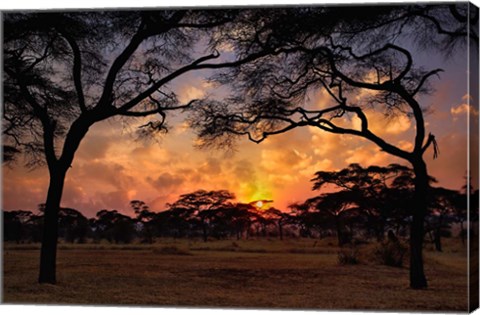 Framed Acacia forest, sunset, Tarangire National Park, Tanzania Print