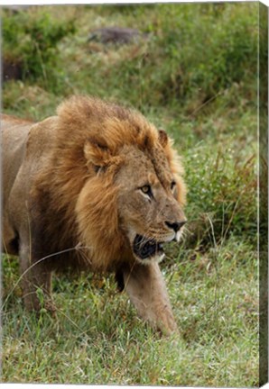 Framed Adult male lion, Lake Nakuru National Park, Kenya Print