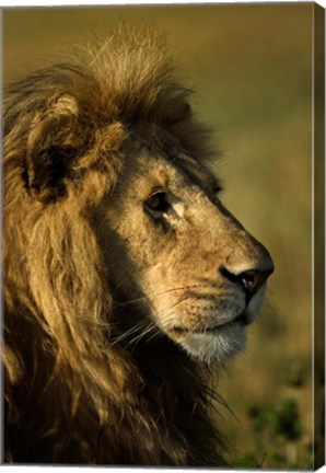 Framed Adult male lion, Maasai Mara, Kenya Print