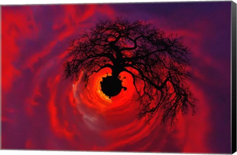 Framed African baobab tree silhouetted at sunset, , Tarangire National Park, Tanzania Print