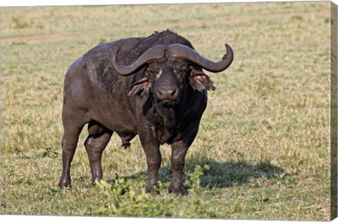 Framed African buffalo wildlife, Maasai Mara, Kenya Print