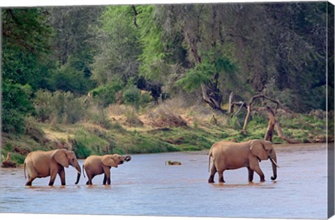 Framed African Elephant crossing, Samburu Game Reserve, Kenya Print