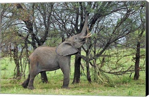 Framed African Elephant feeding on Tree bark, Serengeti National Park, Tanzania Print