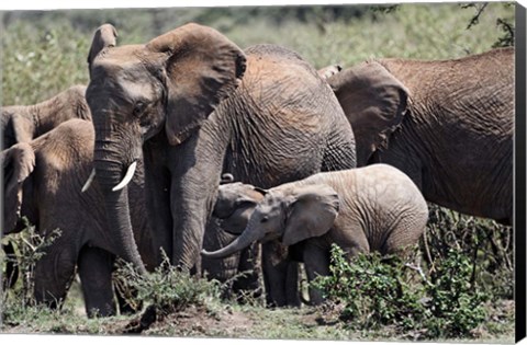 Framed African Elephant herd with babies, Maasai Mara, Kenya Print