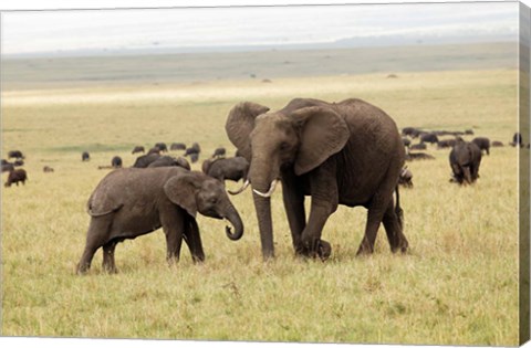 Framed Herd of African elephants, Maasai Mara, Kenya Print