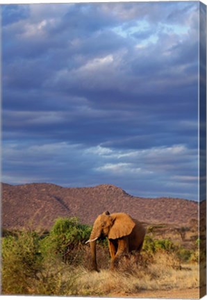 Framed African Elephant, Samburu Game Reserve, Kenya Print