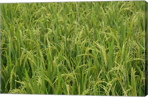 Framed Agriculture, Rice field, near Guilin, China Print