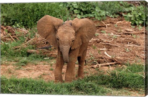 Framed Baby Africa elephant, Samburu National Reserve, Kenya Print