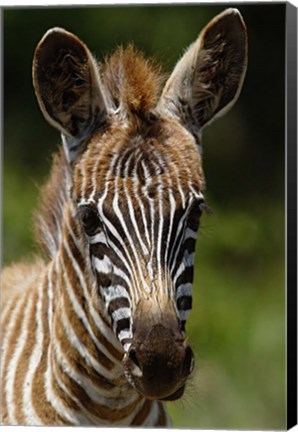 Framed Baby Burchell&#39;s Zebra, Lake Nakuru National Park, Kenya Print