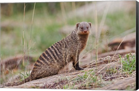 Framed Banded Mongoose wildlife, Maasai Mara, Kenya Print