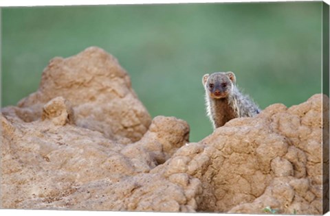 Framed Banded Mongoose wildlife, termites, Maasai Mara, Kenya Print