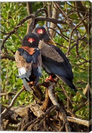 Framed Bateleur Eagles, Samburu National Reserve, Kenya Print