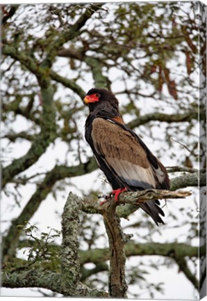 Framed Bateleur, Serengeti National Park, Tanzania Print