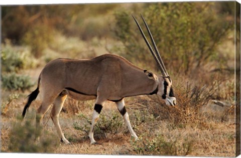 Framed Beisa Oryx wildlife, Samburu National Reserve, Kenya Print