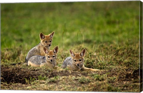 Framed Black-backed Jackal wildlife, Maasai Mara, Kenya Print