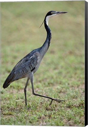 Framed Black-headed Heron, Serengeti National Park, Tanzania Print