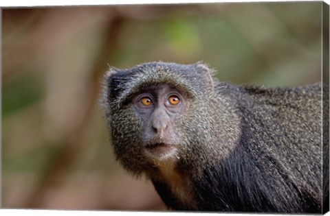 Framed Blue Monkey, Lake Manyara National Park, Tanzania Print