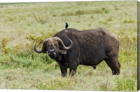 Framed Buffalo and starling wildlife, Lake Nakuru NP, Kenya Print