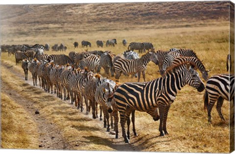 Framed Burchell&#39;s Zebra waiting in line for dust bath, Ngorongoro Crater, Tanzania Print