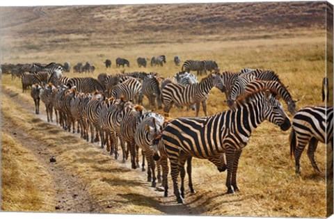 Framed Burchell&#39;s Zebra waiting in line for dust bath, Ngorongoro Crater, Tanzania Print