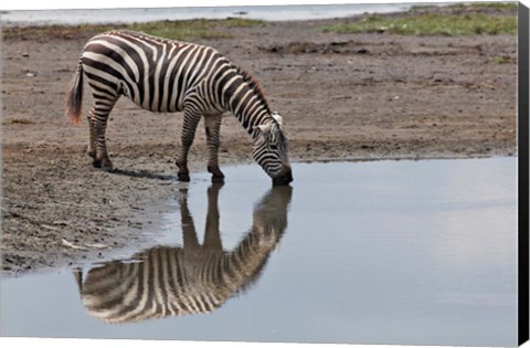 Framed Burchell&#39;s Zebra, Lake Nakuru National Park, Kenya Print