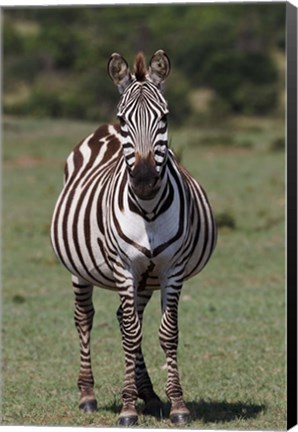 Framed Zebra, Maasai Mara, Kenya Print