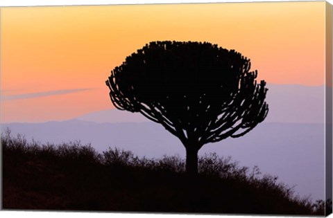 Framed Candelabra Tree, sunrise, Ngorongoro Crater, Tanzania Print