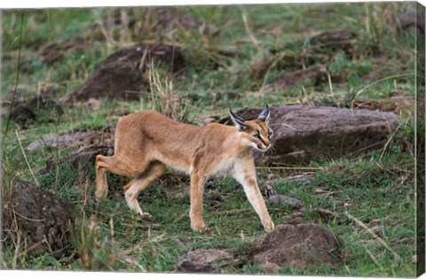 Framed Caracal wildlife, Maasai Mara, Kenya Print