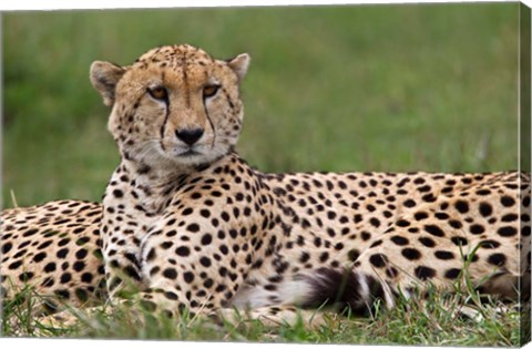 Framed Cheetah resting, Maasai Mara, Kenya Print