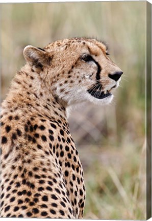 Framed Cheetah profile, Maasai Mara, Kenya Print