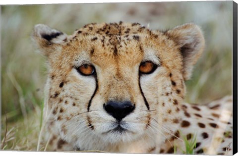 Framed Head of a Cheetah, Masai Mara Game Reserve, Kenya Print